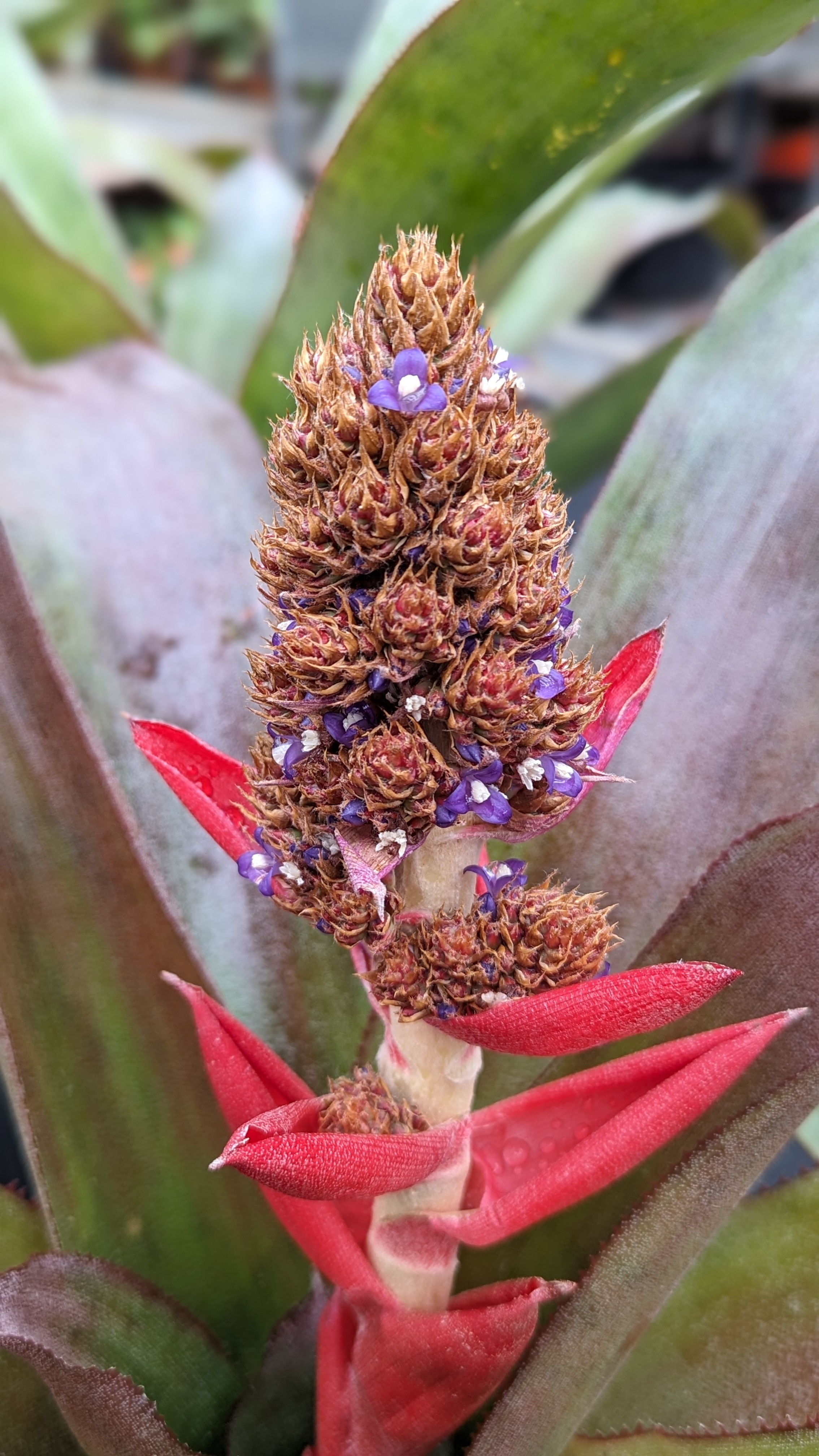 preview Hohenbergiopsis guatemalensis (L.B.Sm.) L.B.Sm. & Read